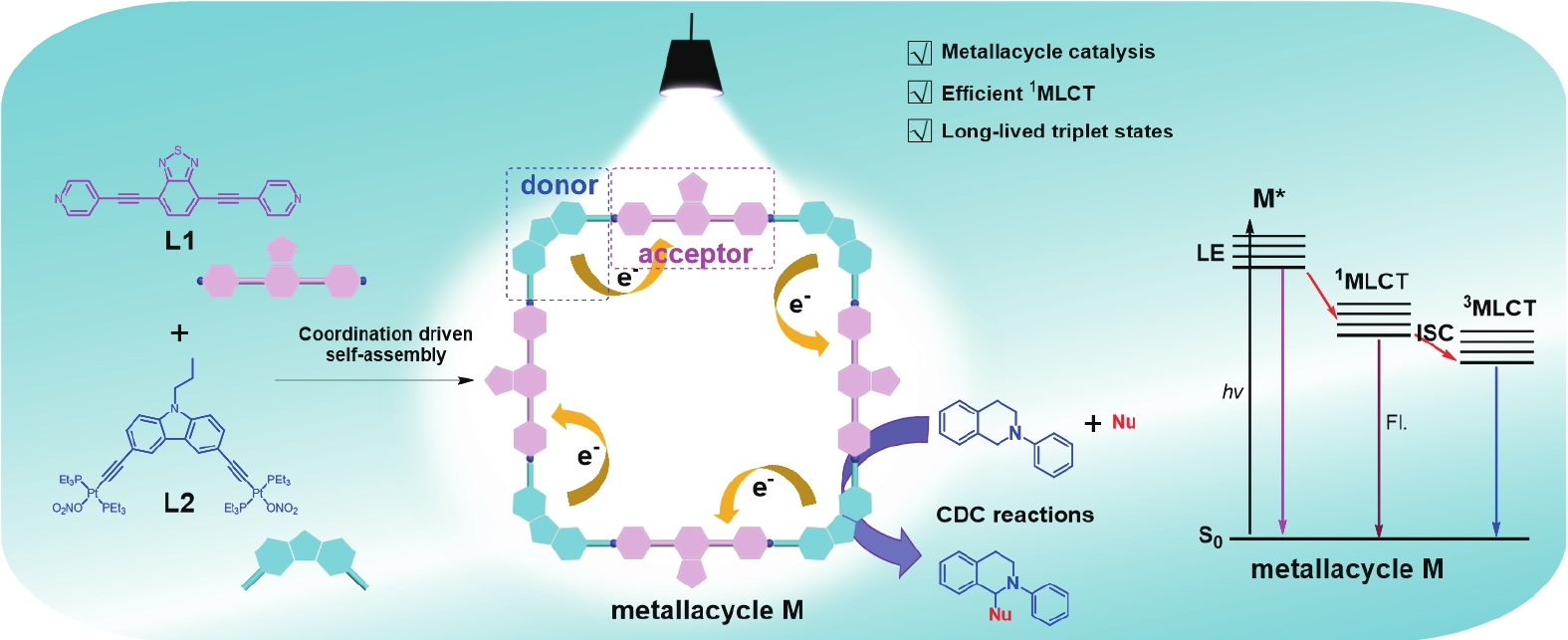 Carbazole-Benzothiadiazole Functionalized Metallacycle for